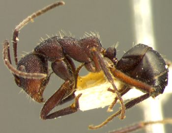 Media type: image;   Entomology 21516 Aspect: habitus lateral view